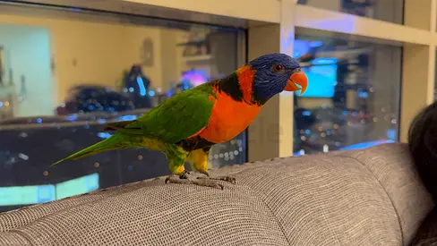 Friendly Rainbow Lorikeet - Tame, Hand-Trained