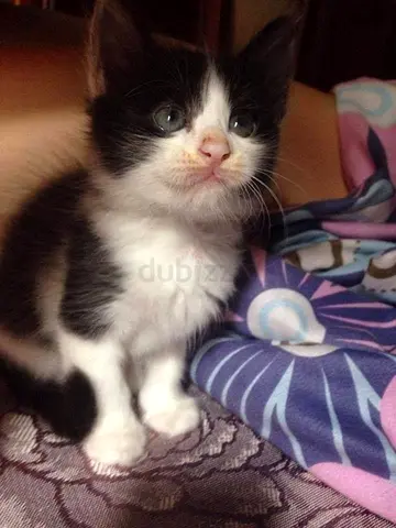 🐱 Free Kittens for Adoption 🐱