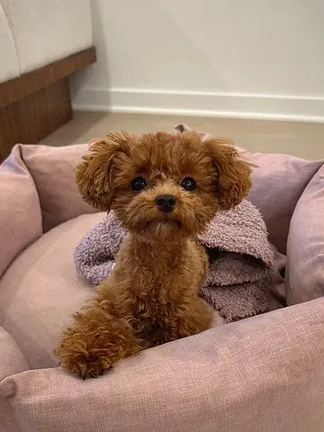 Toy Poodle Puppy _ Friendly and Vaccinated
