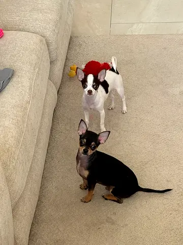 Two Small Chihuahua dogs — Friendly, vaccinated and House-Trained