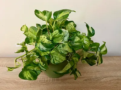 Manjula Pothos - Bushy