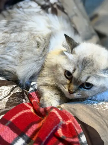 Cat for free adoption