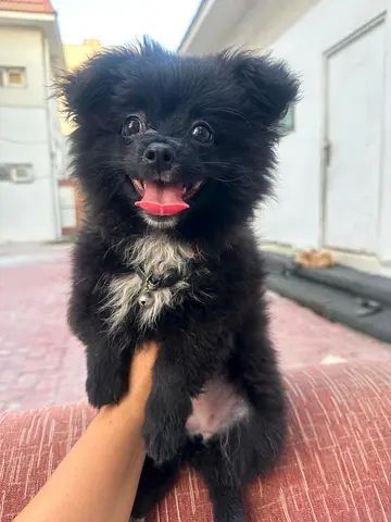Friendly black Pomeranian puppy — playful and vaccinated