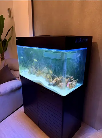 Large Black Aquarium with Cabinet Stand - Ready to Use Salt Water