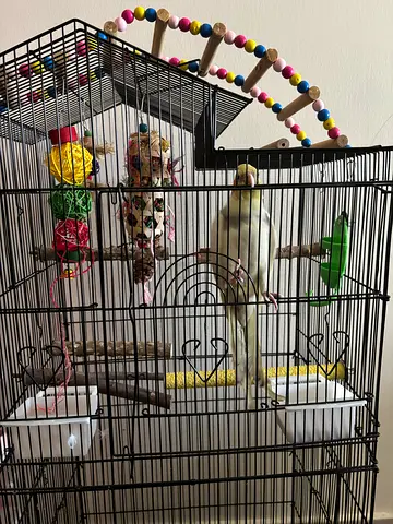 Bird cage with accessories