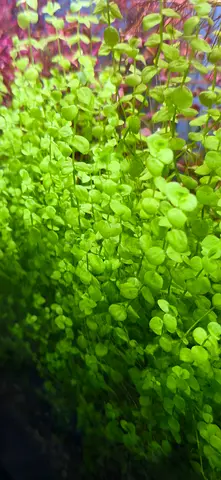 Live aquarium foreground plant - lush bright green carpeting