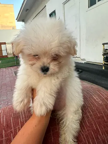 Fluffy whitepuppy — 2 months old, friendly