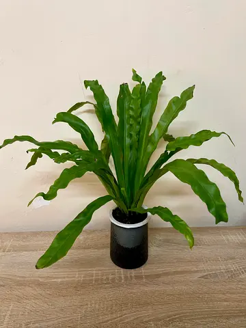 Birds Nest Fern