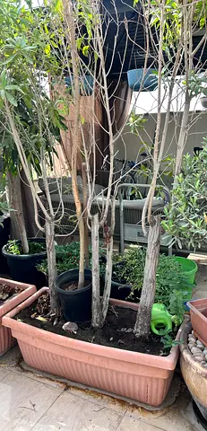Large rectangular planter box with potted trees and plants