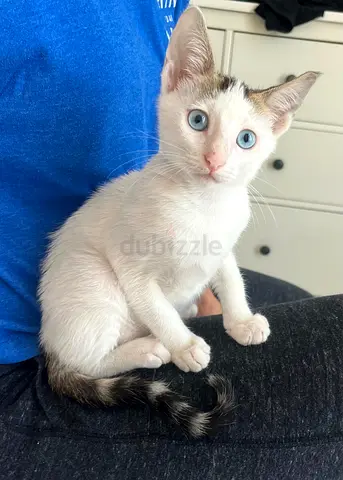 kitten for adoption