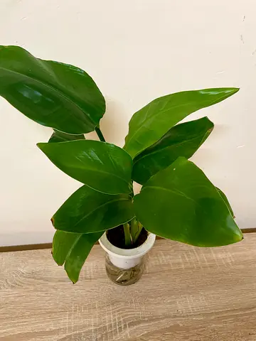 Bird of Paradise