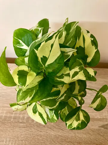 Njoy Pothos - water