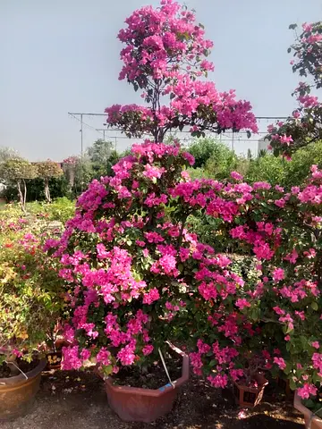 Large Pink Bougainvillea in Pot - Healthy Outdoor Ornamental Plant