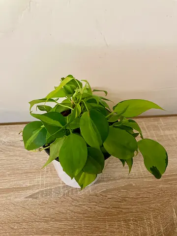 Philodendron Brasil
