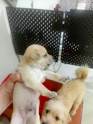 Very Nice Puppies for Adoption