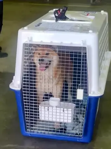 Dogs carriers for air travel