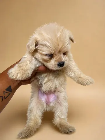 Small fluffy puppy available — young and friendly