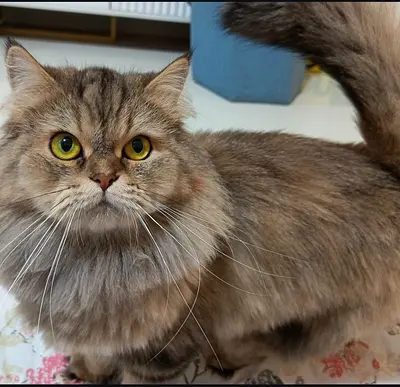 Cat for free adoption