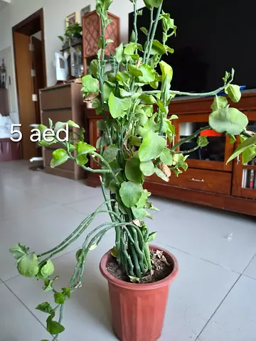 Plant