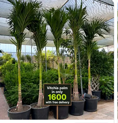 Vitchia (Veitchia) Palm - Tall Potted Indoor/Outdoor Palm, Free Delivery