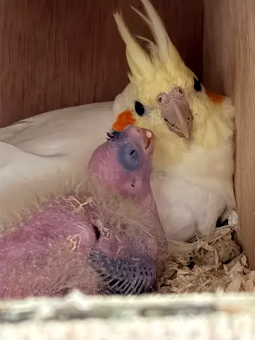 Cockatiel