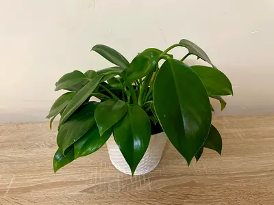 Philodendron Birkin