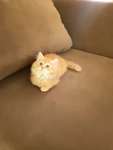 Pure Persian Kittens