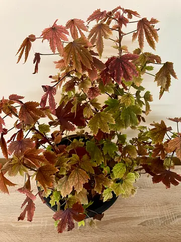 Maple cranberry Hibiscus