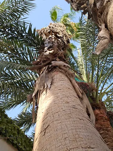 Outdoor Palm Tree - Mature Date Palm (for garden/landscaping)