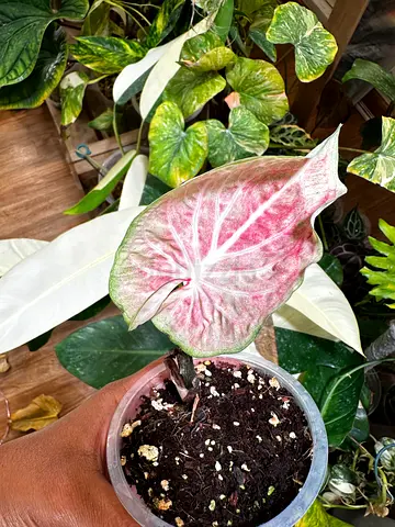 Caladiums for sale. Pickup near financial center metro