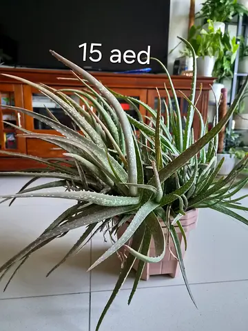 Plant