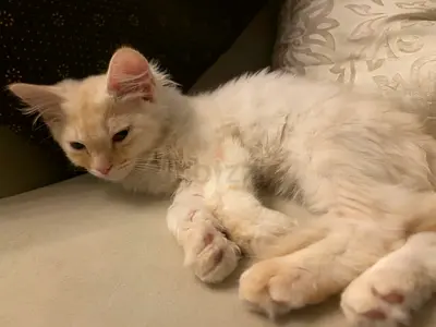 Persian cat 3.5 months