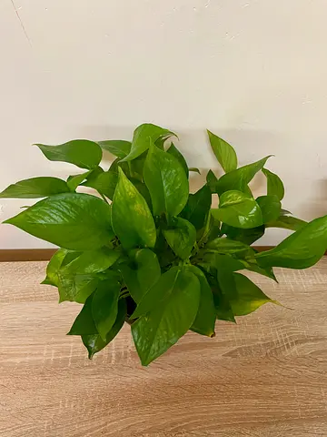 Money Plant