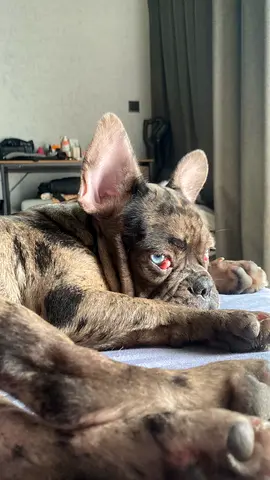 Ash 🩶 | 11-Month-Old Merle Frenchie
