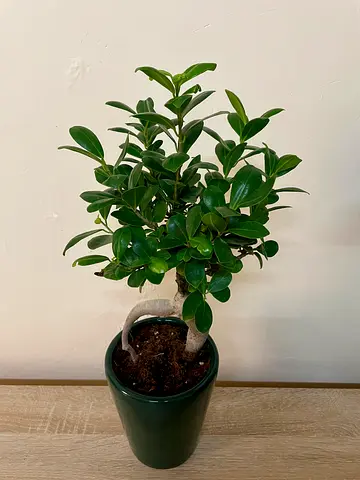Ficus - Bonsai with pot