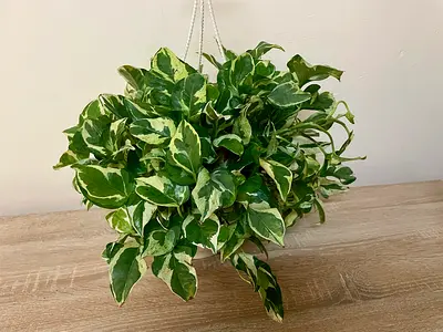 Njoy Pothos -Hanging plant