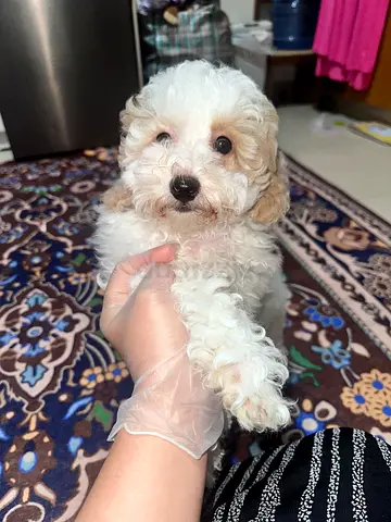 Small fluffy white puppy looking for a new home