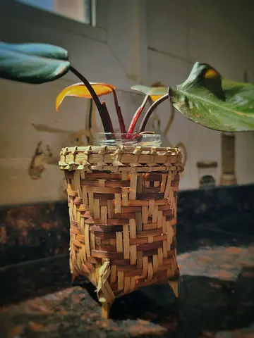 Pink princess philodendron plant in handwoven bamboo planter basket