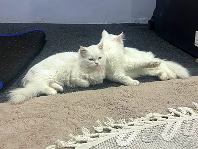 2 white Cats for adoption