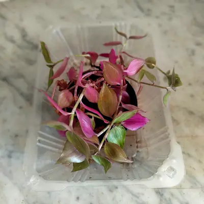 Indoor Plant