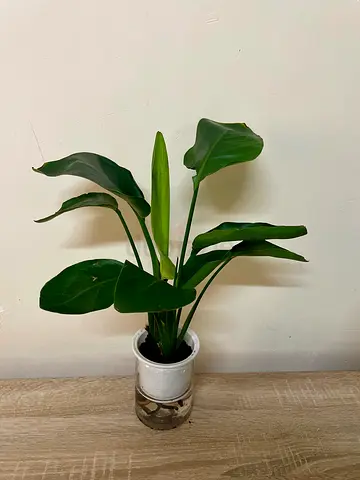 Bird of Paradise
