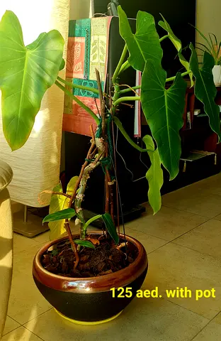 Indoor plant