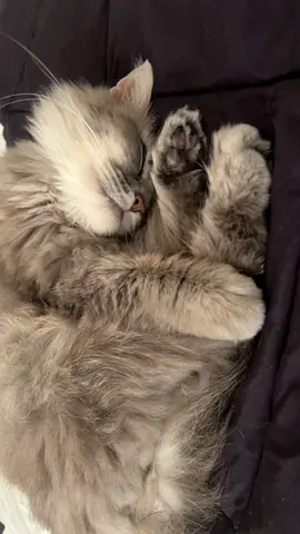 Bella Persian Cat Up For Free Adoption