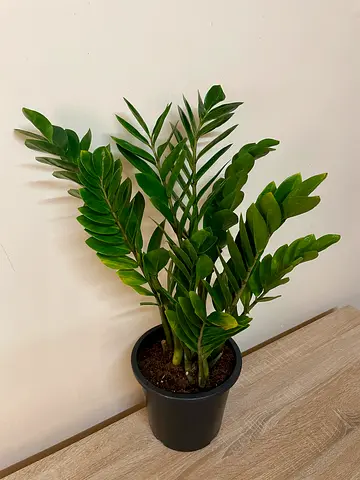 ZZ Plant