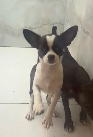 Chihuahua female for free adoption