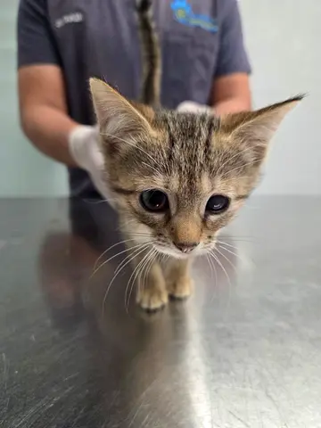 Kittens for adoption