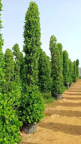 Tall potted columnar evergreen shrubs - ideal for hedges or privacy screens