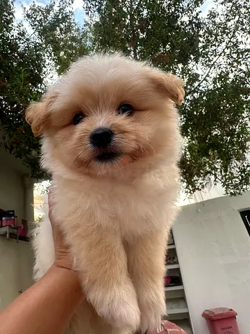 Pomerania puppy