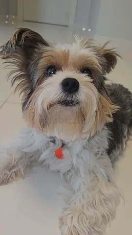 Starting from AED 70 | Pet Sitting Dubai | All Over Dubai | Cat Sitting, Dog Walking  Home Visits