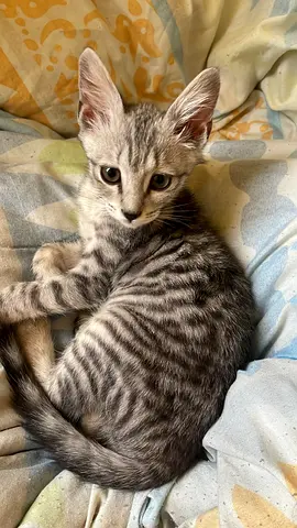 Kitten for Adoption